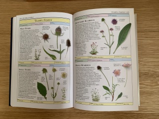New to the world of plants...can anyone identify these for me?