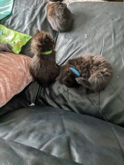 Should I get a kitten?