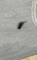 IS THIS RAT POO all over my garden patio 😭