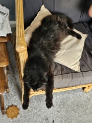 Passports, buckets and spades - the Excellent Cats go on their holidays