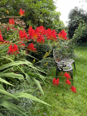 Can anyone ID these nice Epsom Borough Council flowers?