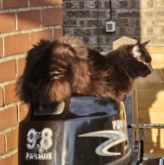 The One where TC moved to Scotland and joined the Excellent Cats