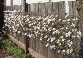 Garden fence problem