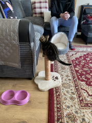 Cat photos