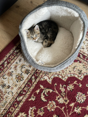 Cat photos