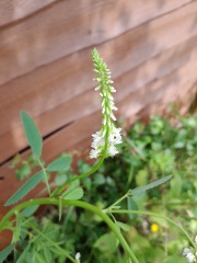 What have you done in the garden today? Part 5