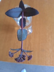Can you identify this plant please?