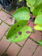 Persicaria bistorta or Japanese knotweed?