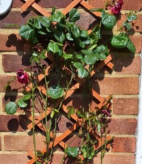 To plant a climbing rose next to a concrete pipe?
