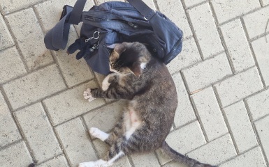 Cat photos
