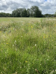 Where are the insects?