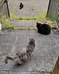 The One where TC moved to Scotland and joined the Excellent Cats