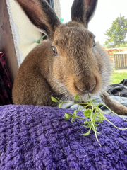 A wild rabbit has moved into my garden… WWYD?