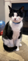 Help needed - kitten name