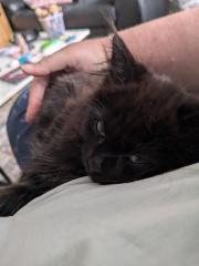 Should I get a kitten?