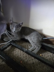 Kittens!!