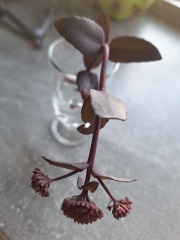 Can you identify this plant please?