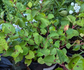 Persicaria bistorta or Japanese knotweed?