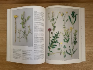 New to the world of plants...can anyone identify these for me?