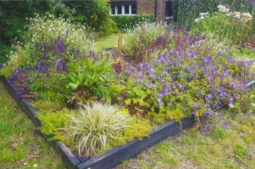 Can anyone ID these nice Epsom Borough Council flowers?