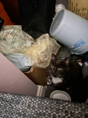 I rescued a cat today