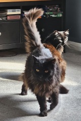 The One where TC moved to Scotland and joined the Excellent Cats