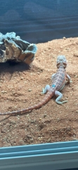 Help naming beardie pic included