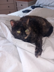 Oh help me, I looked at the "cats needing homes" page!