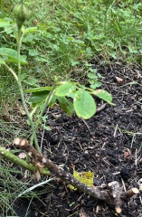 Bare root roses struggling this year?
