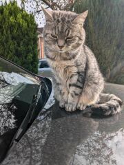 Cat photos