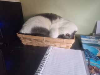 New (first) cat - what sort of bed?