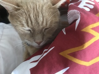 Anyone else's cat sleep UNDER the duvet?!
