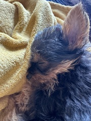 Super Soft Absorbent washable puppy pee pad?!