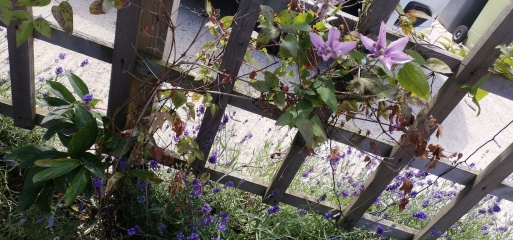 Clematis Care