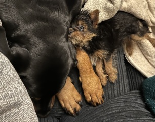 Super Soft Absorbent washable puppy pee pad?!