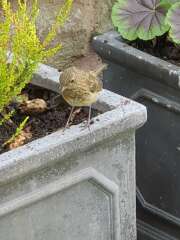 What have you done in the garden today? Part 5