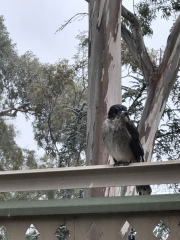 Passports, buckets and spades - the Excellent Cats go on their holidays