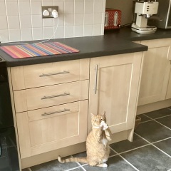 Passports, buckets and spades - the Excellent Cats go on their holidays