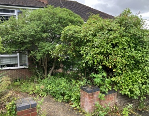 What to plant in front garden?