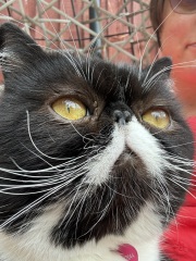 Magnificent Moustaches