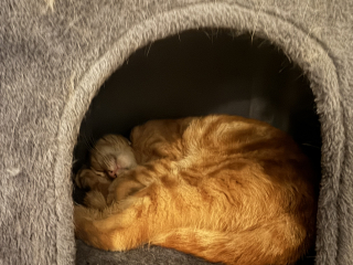 The One where TC moved to Scotland and joined the Excellent Cats