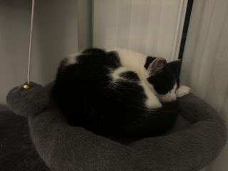 The One where TC moved to Scotland and joined the Excellent Cats