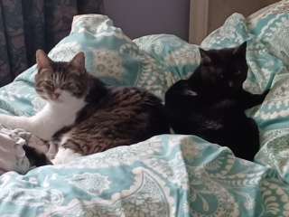 The One where TC moved to Scotland and joined the Excellent Cats