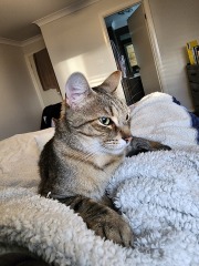Cat photos