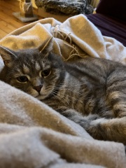 Are these mackerel tabby markings?