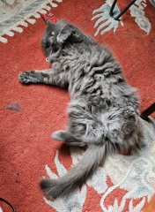 The One where TC moved to Scotland and joined the Excellent Cats