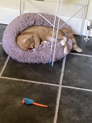 Cat photos