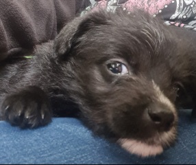 New puppies