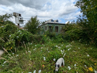 Taken on an allotment - it's totally wild!