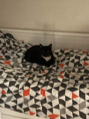 I rescued a cat today